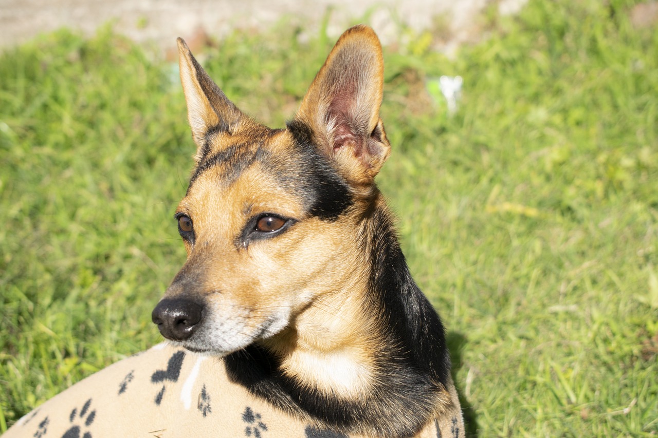 dog, animal, pet-5466574.jpg